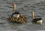 nahled-husa-velka-39470.jpg