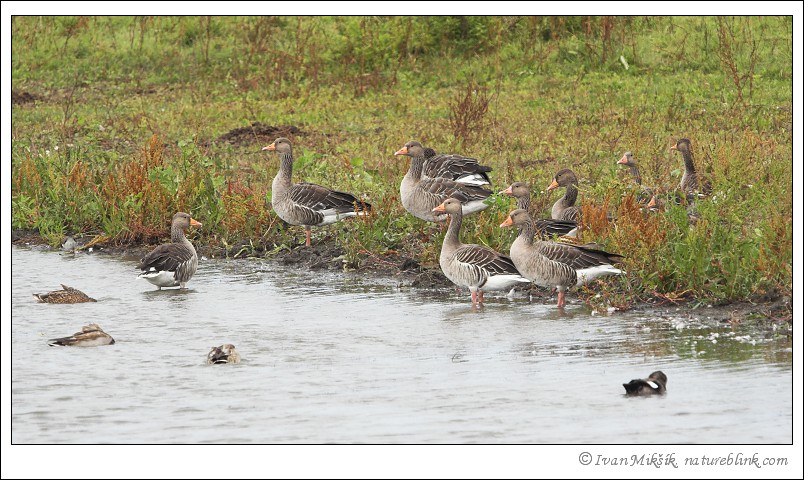 goose_0700.jpg