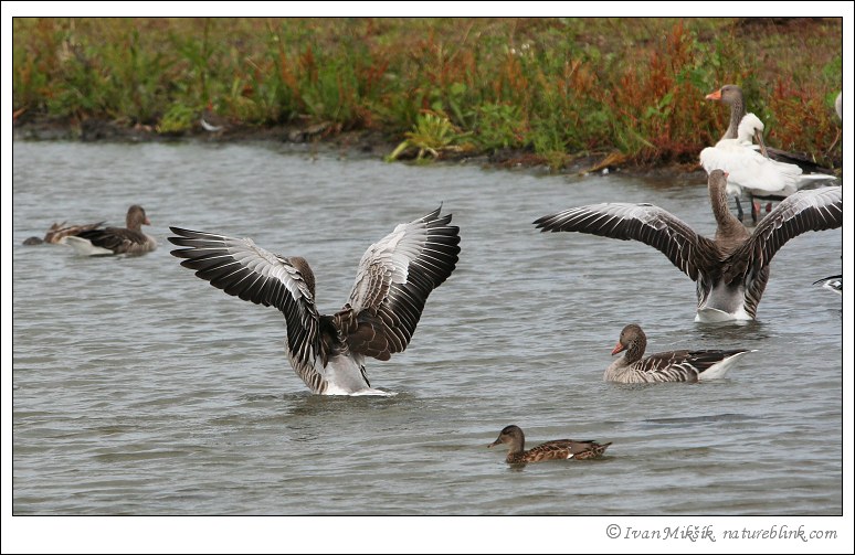goose_0723.jpg