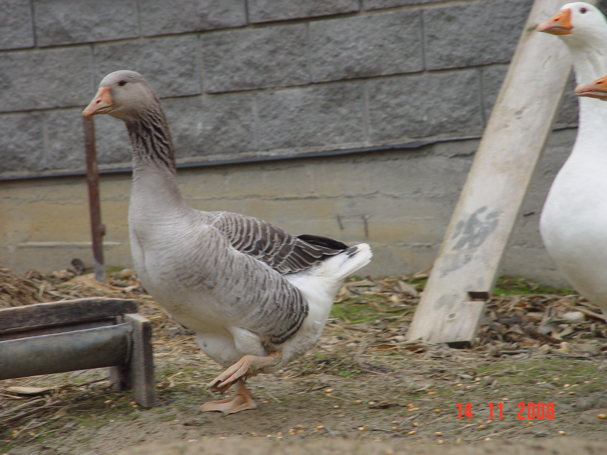 DSC00008.JPG