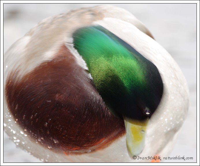 duck_2597.jpg