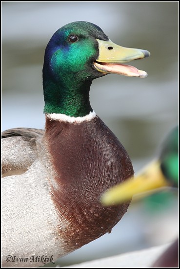 duck_5591.jpg