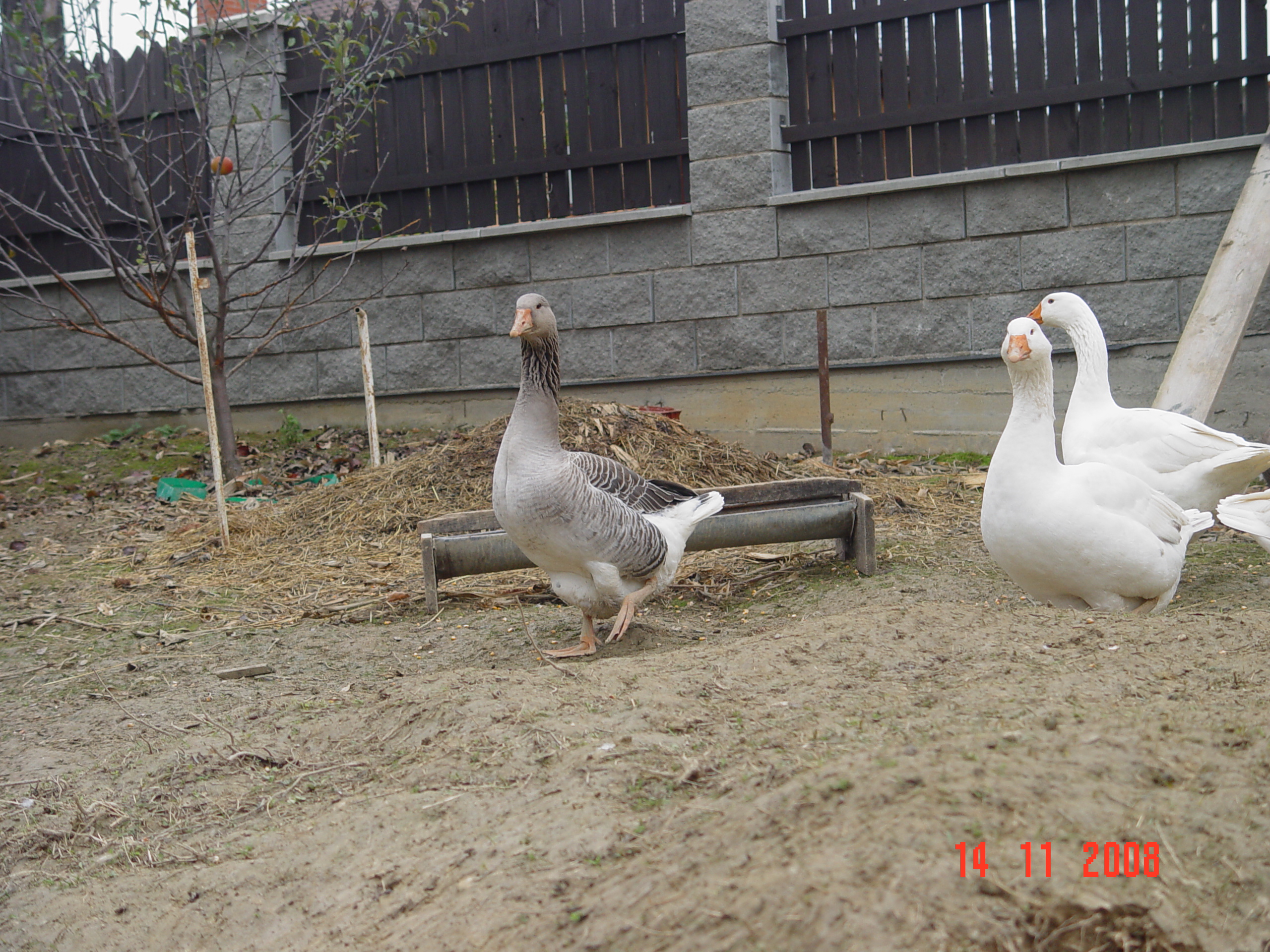 DSC00009.JPG