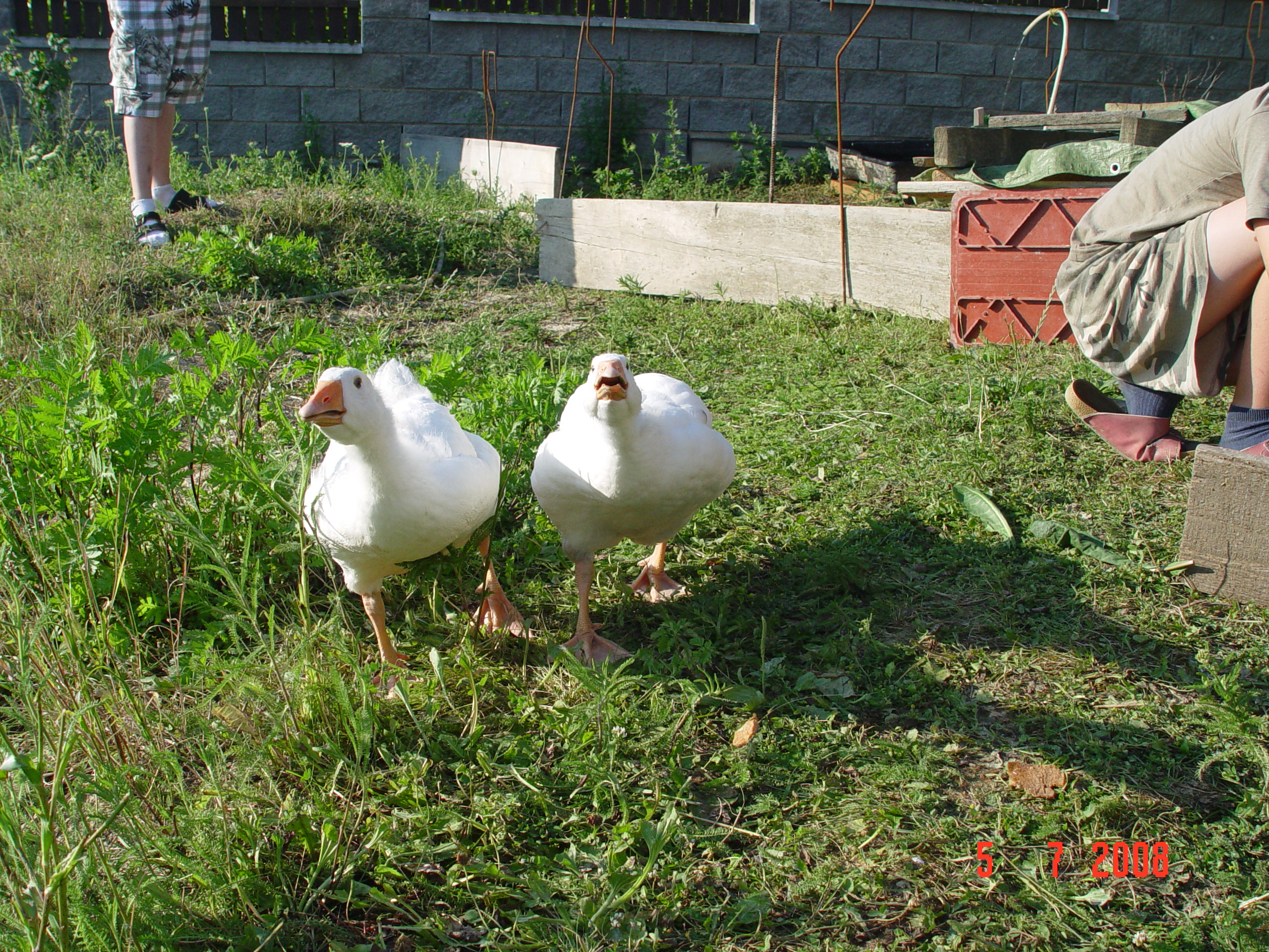 Kurník,kachny,jahody 118.jpg