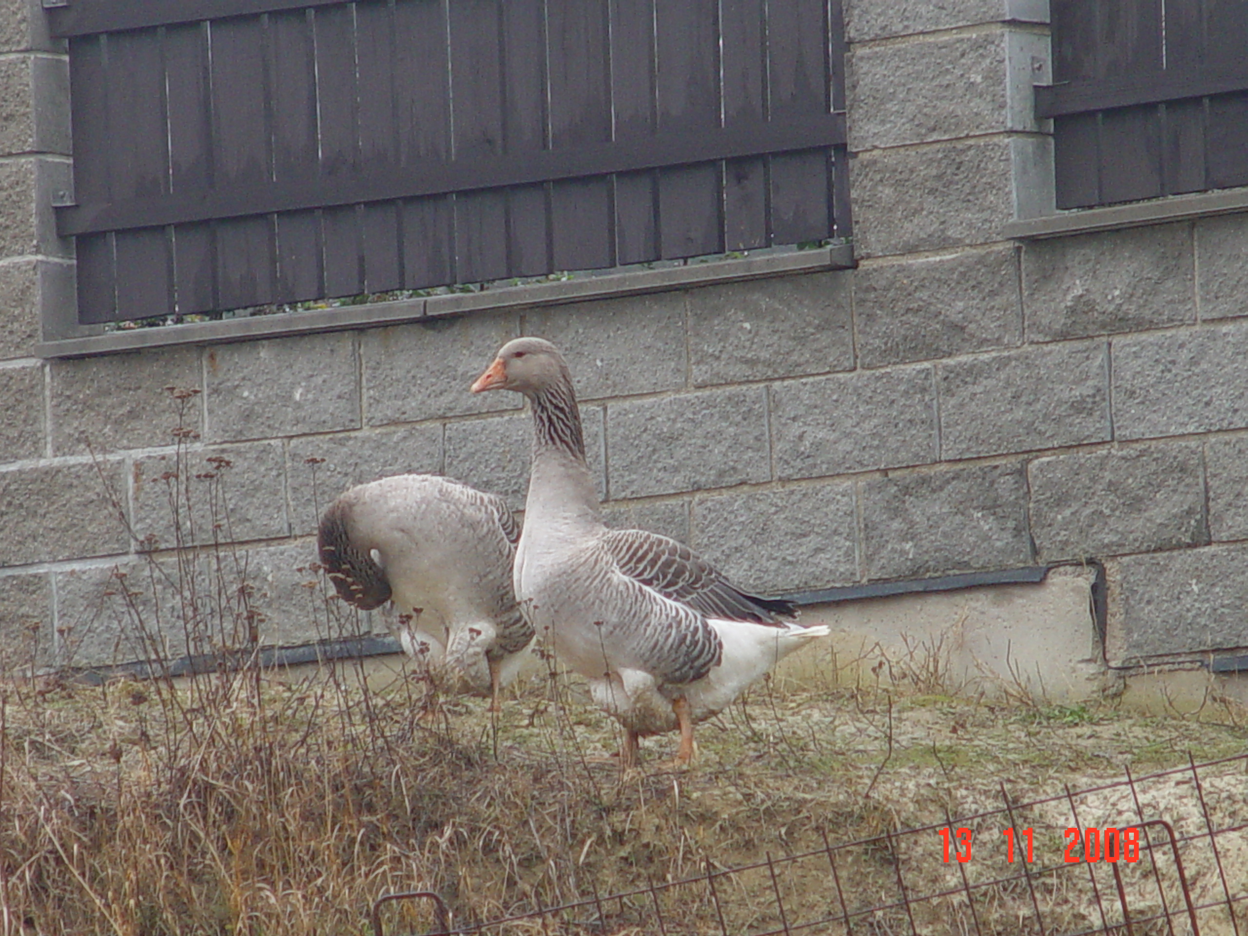 DSC09986.JPG