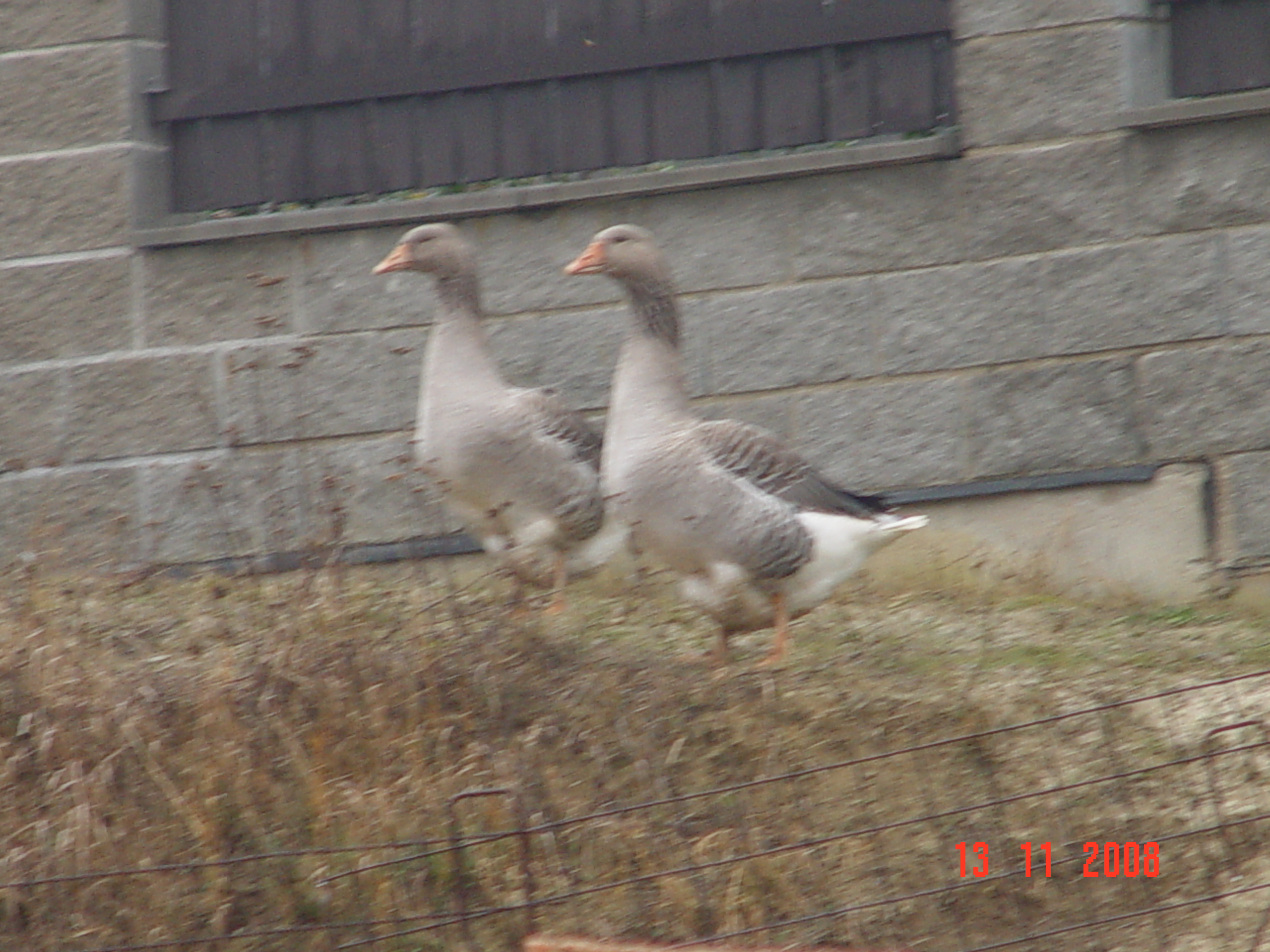 DSC09988.JPG
