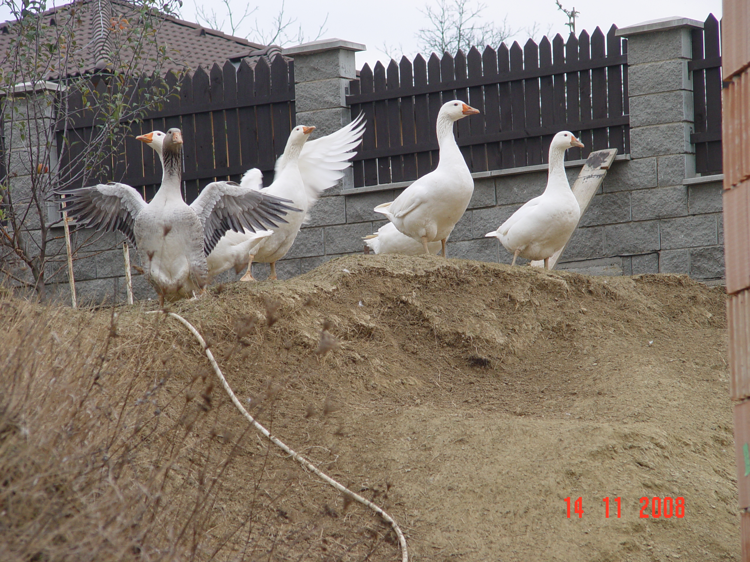 DSC09992.JPG