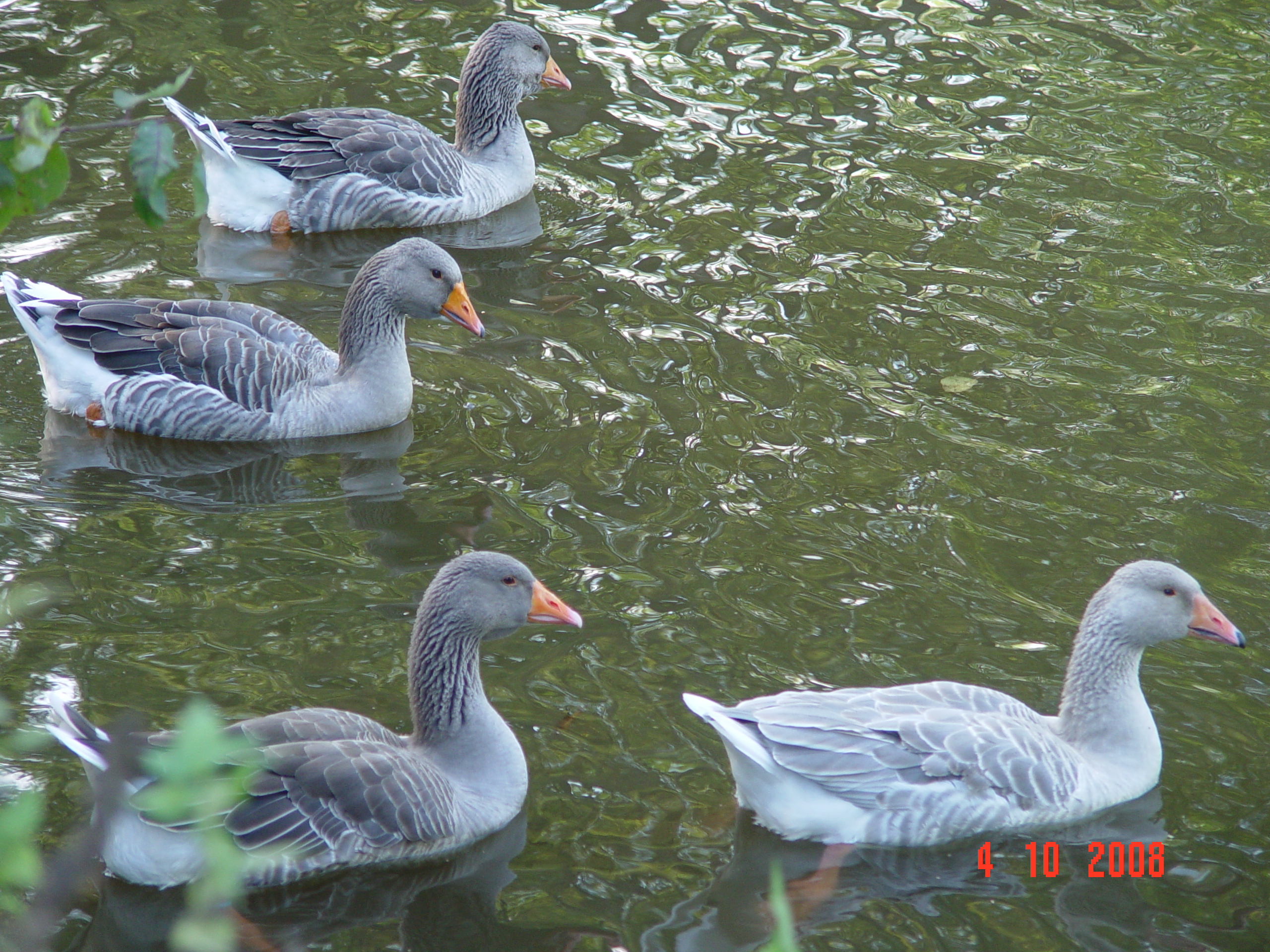 DSC09936.JPG