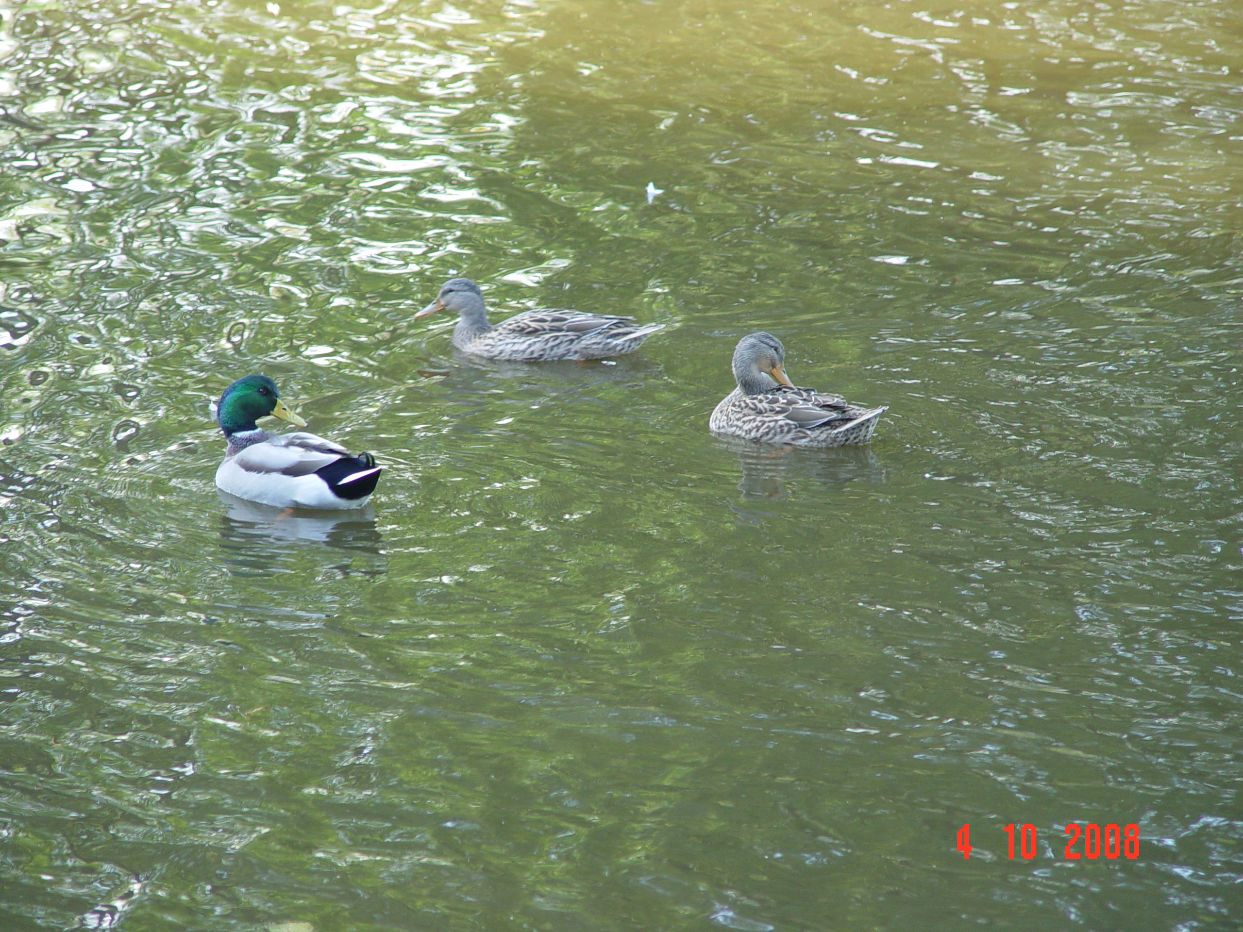 DSC09935.JPG