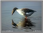 nahled-husa-velka-3116.jpg