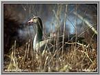 nahled-husa-velka-3091.jpg