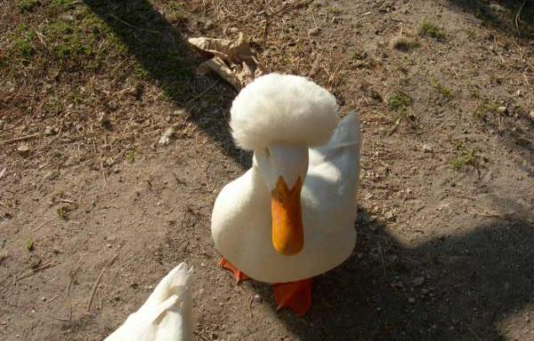 afro_duck.jpg