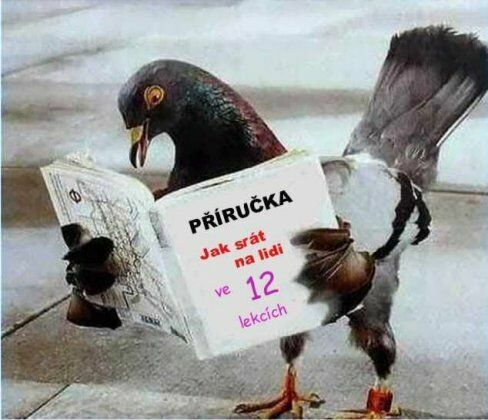 holubsraci.jpg