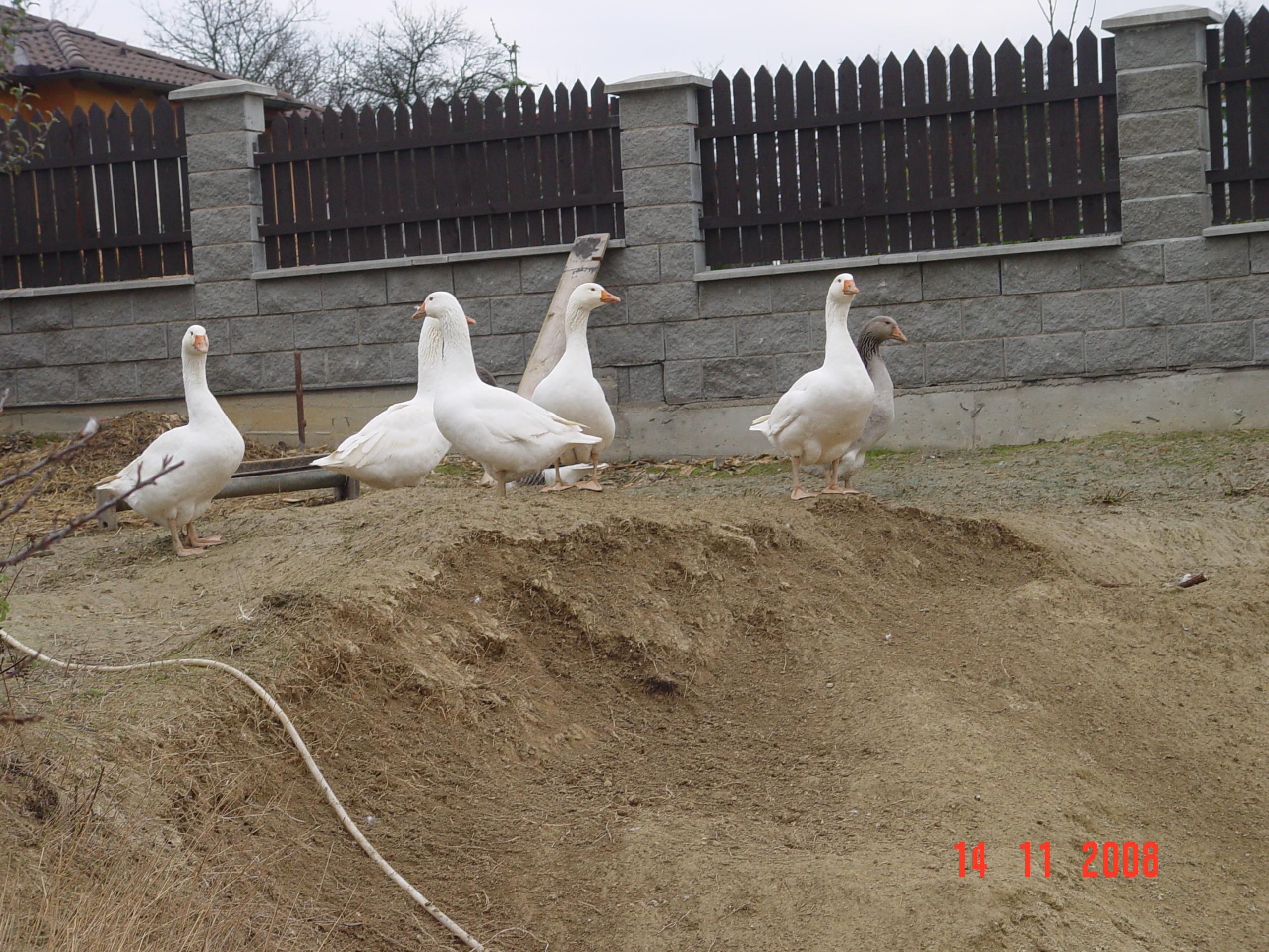 DSC00005.JPG