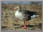 nahled-husa-velka-3134.jpg
